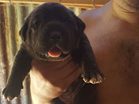 cuccioli cane corso